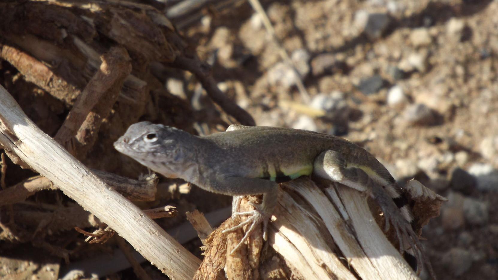 Surprisingly beautiful Southern Arizona lizards